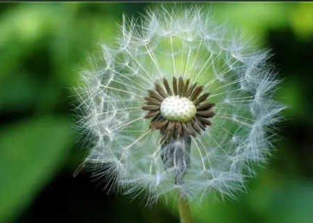 Dandelion