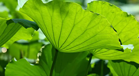 Lotus leaf