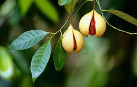 Nutmeg