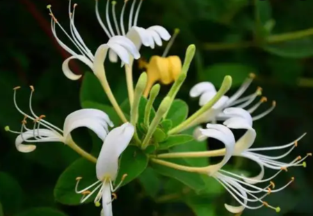 Honeysuckle