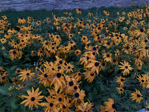 Plants in Italy