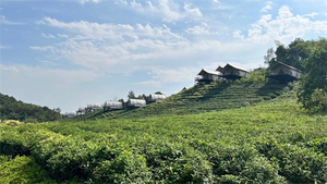 Plants in Ningbo