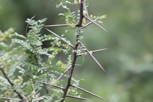 图片36.png