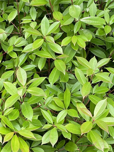Plants in school ( Changshu)