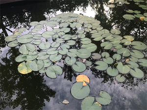 Plants in Fushun