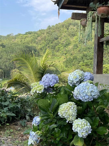 Plants in Xishuangbanna