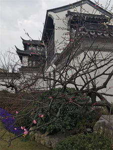 Plants in Suzhou