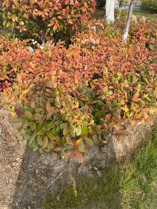 Rosaceae.png