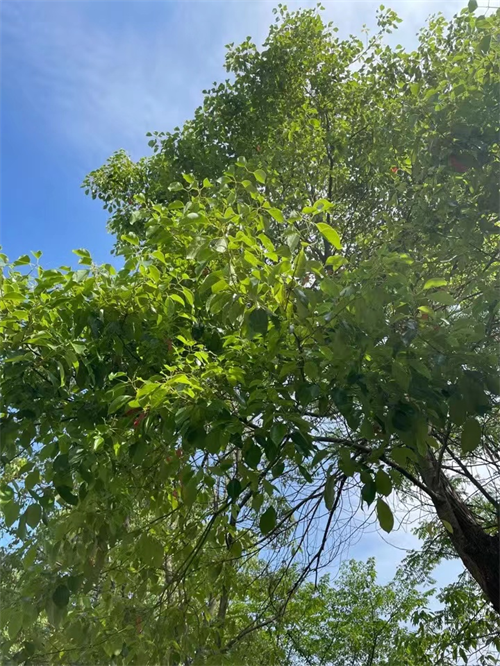 Lauraceae.png