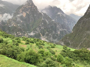 Plants in Yunnan