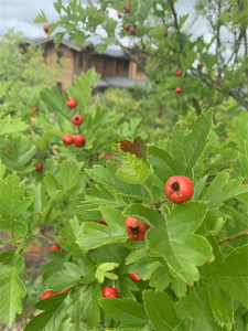 Plants in Germany