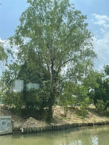 Plants in Hangzhou